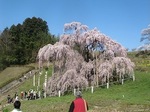 三春滝桜2010ﾀﾞｲｼﾞｪｽﾄ4.26　2010 Miharu waterfall cherry blossoms digest